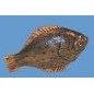 PESCADO