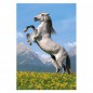 PUZZ PASO FINO 500PZAS CASTORLAND