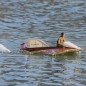 BARCO AIRMARINE SPECIAL