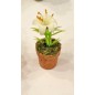 ZZ MACETA CON FLORES (6) V.U.